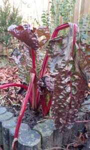 Snijbiet, een plant van ongeveer 30 cm hoog met rode stengels en aan elke stengel een groot donkerrood blad.  