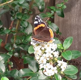 butterfly in my garden, black with some orange and white, on small white flowers